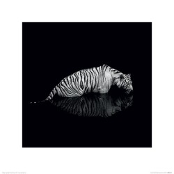 Tiger - Into the Dark II