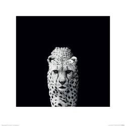 Cheeta - Gepard