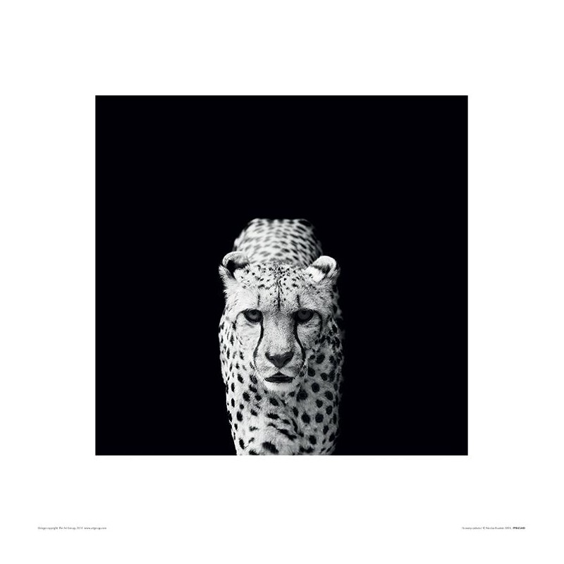 Cheeta - Gepard