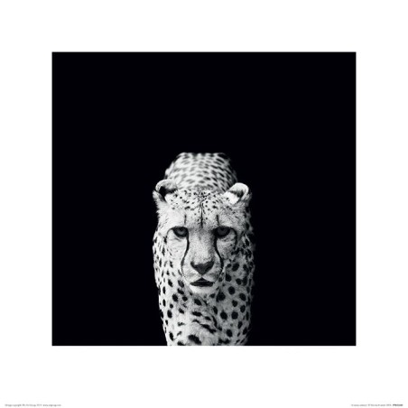 Cheeta - Gepard