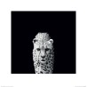 Cheeta - Gepard