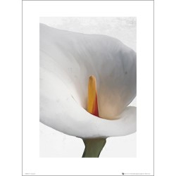 Exklusivt Art Print - Floral Calla