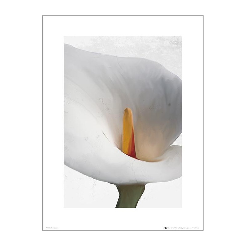 Exklusivt Art Print - Floral Calla Exklusivt Art Print - Floral Calla