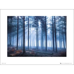 Exklusivt Art Print - Tom Lambert - Winter Tree Landscape
