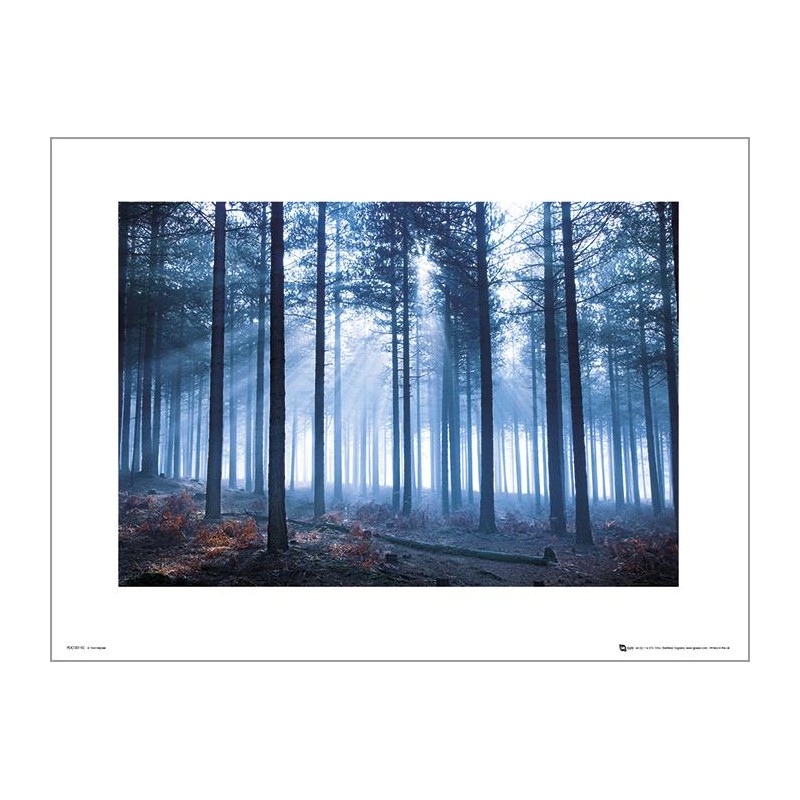 Exklusivt Art Print - Tom Lambert - Winter Tree Landscape Exklusivt Art Print - Tom Lambert - Winter Tree Landscape