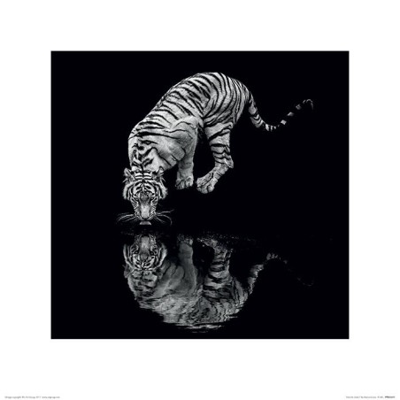 Tiger - Into the Dark I