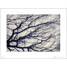 Exklusivt Art Print - Tree branches - Stilistisk träd