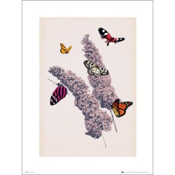 Exklusivt Art Print - Butterflies - Fjärilar
