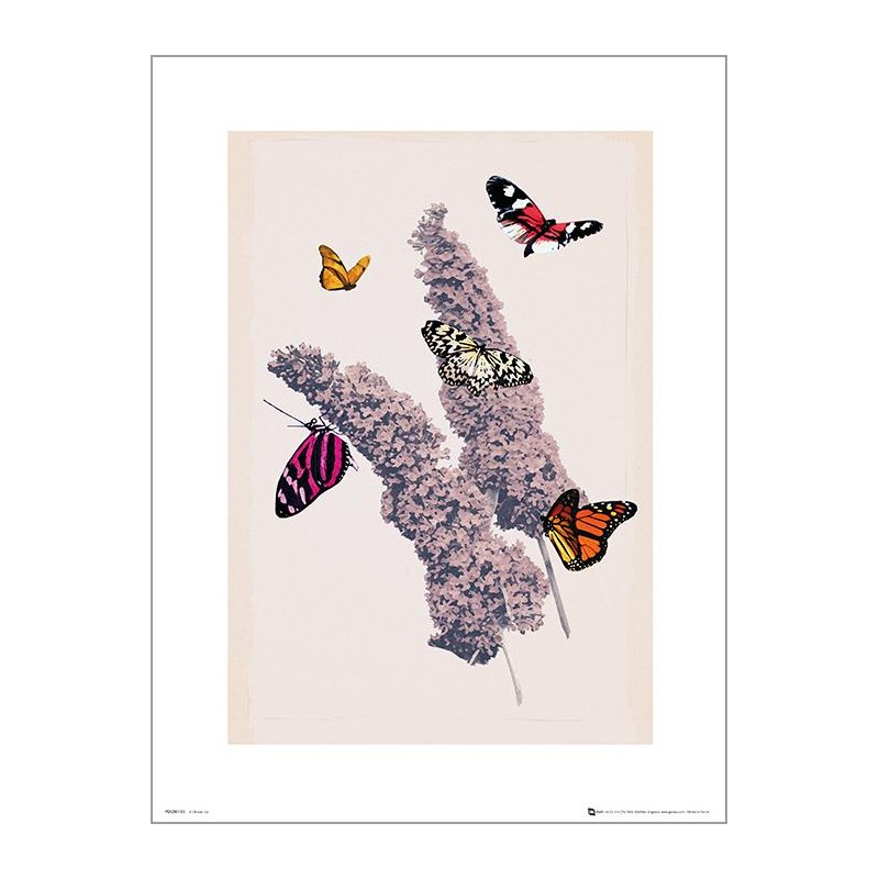 Exklusivt Art Print - Butterflies - Fjärilar Exklusivt Art Print - Butterflies - Fjärilar