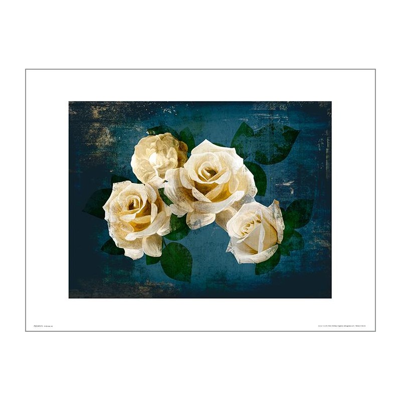 Exklusivt Art Print - Roses Midnight - Vita rosor i natten Exklusivt Art Print - Roses Midnight - Vita rosor i natten