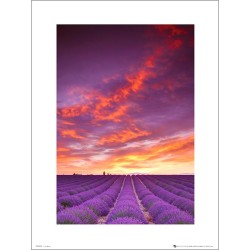 Exklusivt Art Print - Tom Mackie - Purple fields and sky
