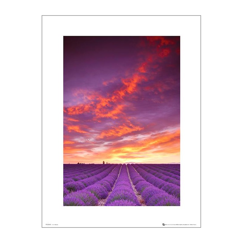 Exklusivt Art Print - Tom Mackie - Purple fields and sky Exklusivt Art Print - Tom Mackie - Purple fields and sky