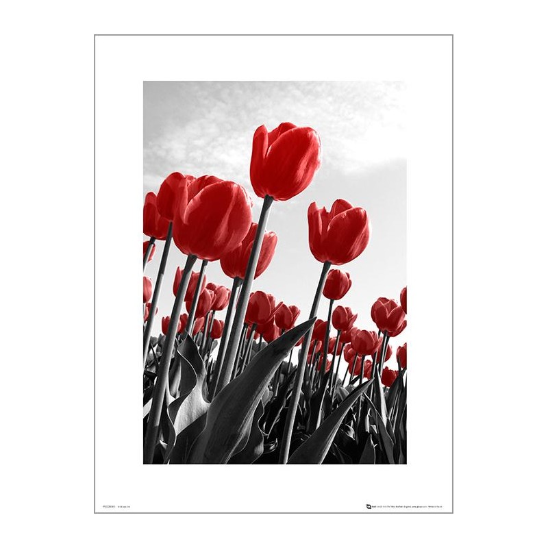 Exklusivt Art Print -Red Tulips - Röda tulpaner Exklusivt Art Print -Red Tulips - Röda tulpaner