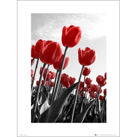 Exklusivt Art Print -Red Tulips - Röda tulpaner