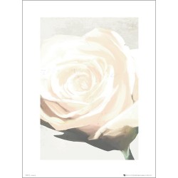 Exklusivt Art Print - White Rose - Vit ros