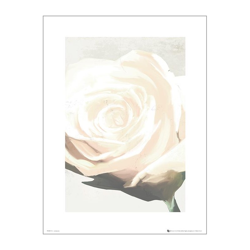 Exklusivt Art Print - White Rose - Vit ros Exklusivt Art Print - White Rose - Vit ros