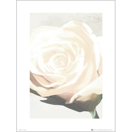 Exklusivt Art Print - White Rose - Vit ros