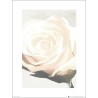 Exklusivt Art Print - White Rose - Vit ros