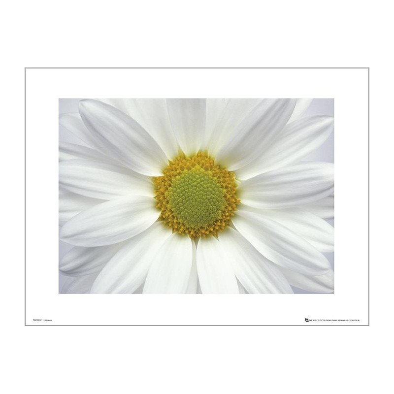 Exklusivt Art Print - Daisy - Prästkrage Exklusivt Art Print - Daisy - Prästkrage