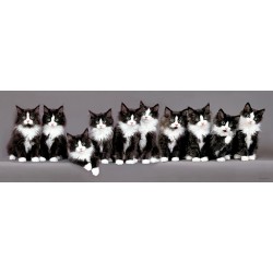 Keith Kimberlin - Norwegian Kittens