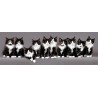 Keith Kimberlin - Norwegian Kittens